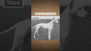 Dog Breeds 100 Years Ago Vs. Now Part 2. 😳 #shorts