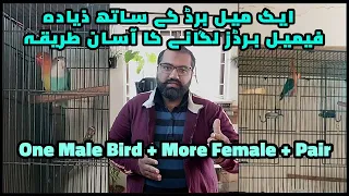 How to Use One Lovebird Male to Multiple Love Birds Female | Breeding Season Tips | @MirAvi