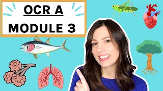 OCR A-Level Biology Module 3: Exchange Surfaces, Transport in Animals and Plants - Complete Guide