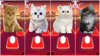 CUTE CATS WEDNESDAY BLOODY MARY LADY GAGA 🌟 BLACKPINK LISA MONEY 🌟 CAT SHAWN MENDES 🌟 JISOO FLOWER