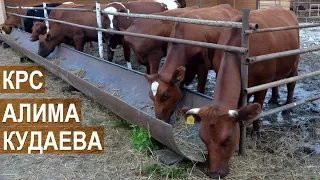 Фермерское хозяйство Алима Кудаева.  Молочный скот. Кабардино-Балкария