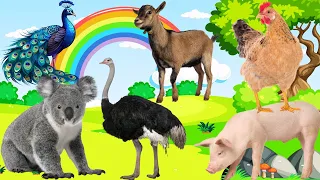 farm sounds | wild animals sounds and names : koala sound, ostrich sound, pig, chicken, hippo