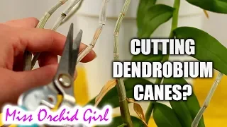Cutting Dendrobium Orchid canes - When & how