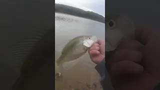 Crappie fishing with worms #fishing #bankfishing #shorts #shortsvideo