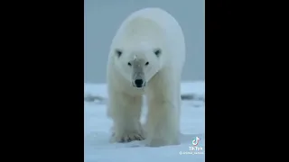 Бегемот против полярного медведя