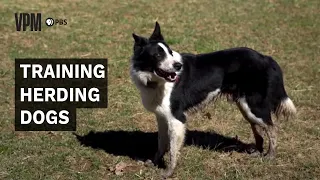 Herding Dogs Are an Invaluable Addition to Farms and Ranches