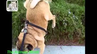 Top Funny Animals Compilation - Amazing animals moments 2014 Youtube HD