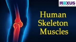 Human Skeleton - Muscles