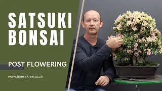 What to do after Satsuki bonsai flower