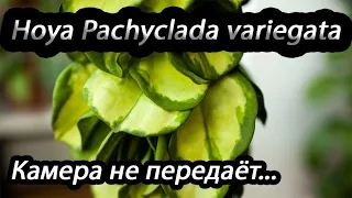 Hoya Pachyclada variegata-камера не передаёт...