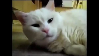 Смешные кошки Прикольные животные Funny Cats 12 Talks Compilation    Cute Cat Compilation
