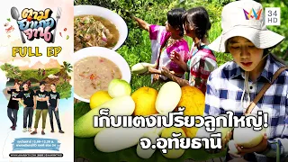 Collecting Huge Lemon cucumber! cooking Pwo Karen Style Meal, Ban Rai District, Uthai Thani