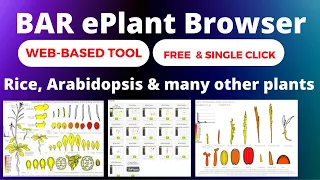 Get any gene expression | BAR ePlant Browser