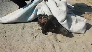 Rescued poor dog who has massive wound & a fragile state of health