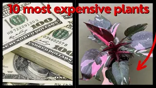 Unveil the Top 10 MOST EXPENSIVE Indoor Plants with me!