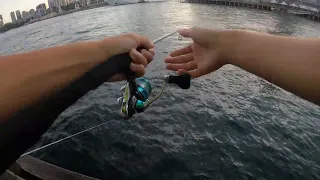 Squidding in Sydney Harbour