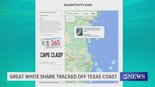 Great white shark tracked off Texas Coast