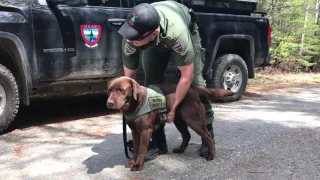 Maine Warden Service K9 Team Spring Training