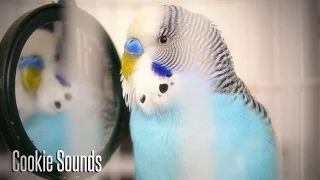 Budgie sounds | Cookie singing to Mirror