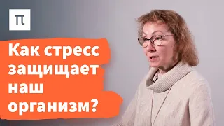 История изучения стресса – Анна Усенко / ПостНаука