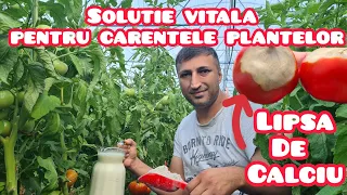 Tratament vital pentru plante la carenta de calciu. Vrei rosii mari si gustoase?