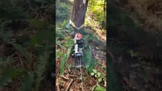 Winching Out Hung Up Fir With My  Stihl 090 With Lewis Winch