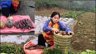 17 year old single mother picking pumpkins and sweet potatoes, Lý Tiểu Ly