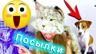 Я КОШКА СОБАКА В ШОКЕ РАСПАКОВКА - ПОСЫЛКИ ОТ ЭЛЛИТЫ  ИГРУШКИ ПОДАРКИ ОТ ПОДПИСЧИКОВ | Elli Di Pets