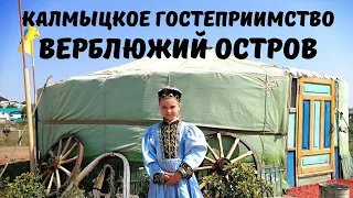 Настоящая Калмыкия! Элиста. Верблюжий Остров. Возрождение Традиционного Животноводства с Песнями!