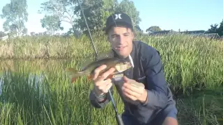 HOW TO: Catch Redfin Perch on hardbody lures