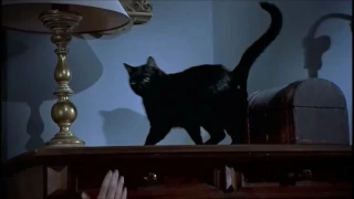 Бойцовский кот - "Очень страшное кино 2" Лучшие моменты!