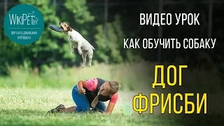 Дог фризби | Обучение дог фризби | Дрессировка собак