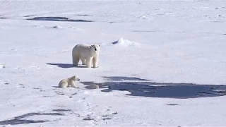 Cute polar bear cub playing and having fun