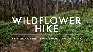 4K Wildflower Hike in Great Smoky Mountains National Park