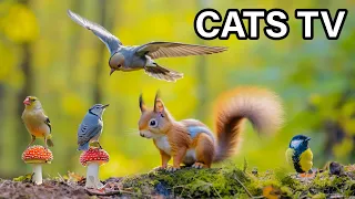 Cat TV~ Woodland Wonders ~  Birds for Cats To Watch ⭐ 24 HOURS ⭐