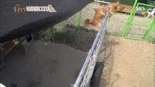 SBS [Animal Farm] - A dog that climbs an iron fence like a ladder