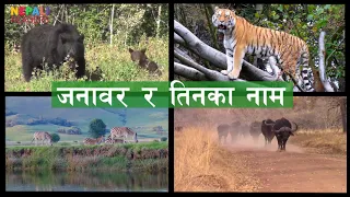 जनावर र तिनका नेपालीमा नाम - Animals and their names in Nepali