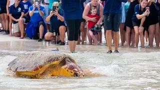 225-Pound Sea Turtle Goes Home – Kirby the Loggerhead