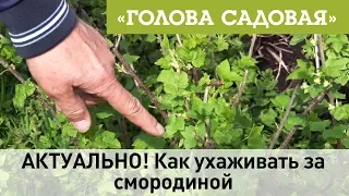 Голова садовая - АКТУАЛЬНО! Как ухаживать за смородиной