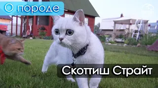 Скоттиш страйт - шотландская прямоухая кошка. О породе.