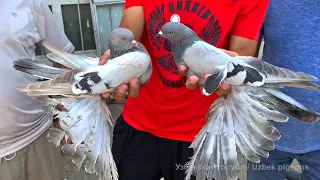 Птичий рынок г. Ташкент - ГОЛУБИ (17.07.2021) / Uzbek Pigeons