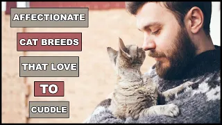 Most Affectionate Cat Breeds That Actually Love To Cuddle | Animal Globe