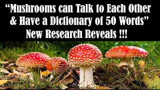Mushrooms Can Talk to Each Other - How Plants Communicate and Think