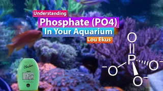 Understanding Phosphates in your Aquarium - Saltwater Reef Deep dive with Lou Ekus from Tropic Marin