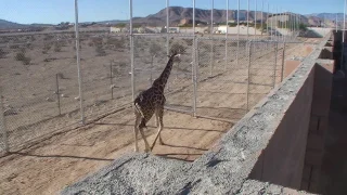 Ozzie the Giraffe in His Run for the First Time