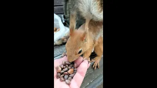 Прибежала голодная белка / A hungry squirrel came running