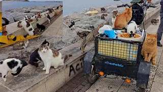 A pure-hearted woman who feeds stray cats by putting the food scraps she collects on her bike. CATS