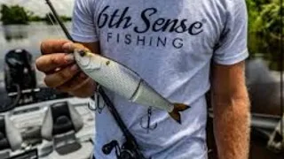Lake Fork Bass Fishing Top Baits Live!!! It’s big swimbait time!!!