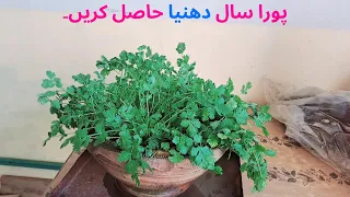 How to grow Coriander at home, Dhaniya kaisy ugya ,सिर्फ 3 दिन में धनिया उगाने का बिल्कुल नया तरीका