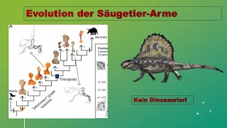 Evolution to go 6: Evolution der Säugetierarme